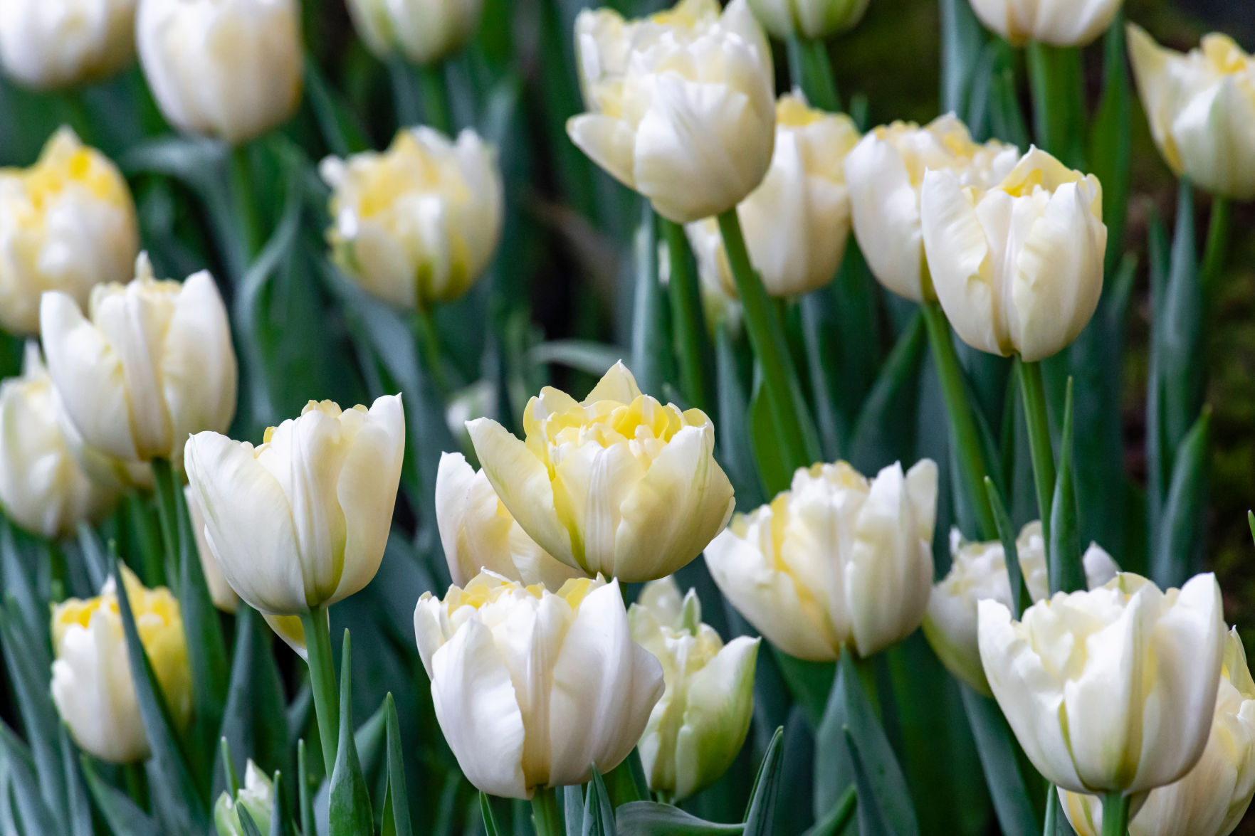 Sweetheart fosteriana tulips